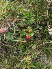 Vaccinium vitis-idaea