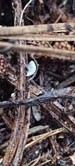 Mycena tenerrima