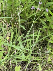 Verbena brasiliensis