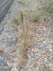 Schizachyrium condensatum