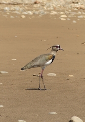 Vanellus chilensis