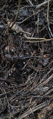 Mycena tenerrima