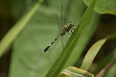 Orthetrum sabina