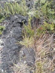 Schizachyrium condensatum