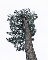 Pinus montezumae