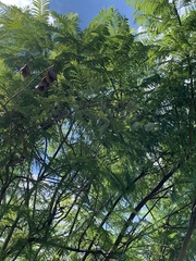 Jacaranda mimosifolia
