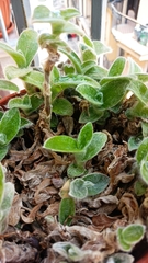 Tradescantia sillamontana