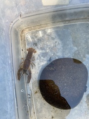 Pacifastacus leniusculus