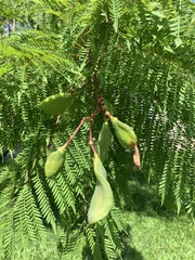 Jacaranda mimosifolia