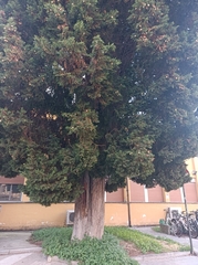 Cupressus