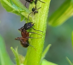Camponotus chromaiodes