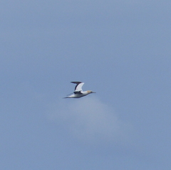 Morus serrator