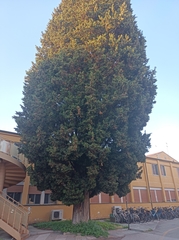 Cupressus