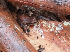 Litoria ewingii