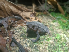 Rhinella festae