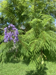 Jacaranda mimosifolia