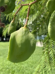 Jacaranda mimosifolia