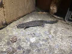 Triturus cristatus