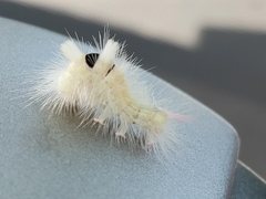 Calliteara pudibunda