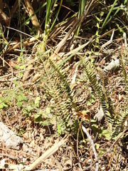 Polystichum munitum
