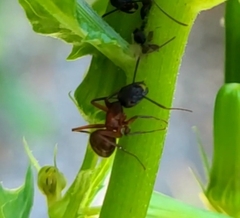 Camponotus chromaiodes