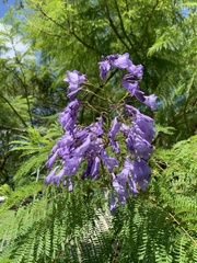 Jacaranda mimosifolia