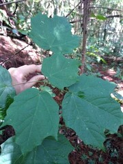 Acer skutchii
