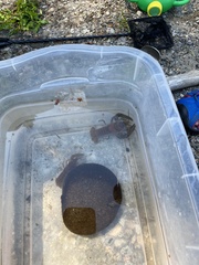 Pacifastacus leniusculus