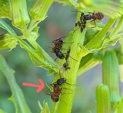 Camponotus chromaiodes