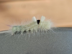 Calliteara pudibunda