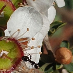 Prolasius