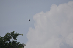 Aerodramus germani germani
