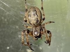 Larinioides cornutus