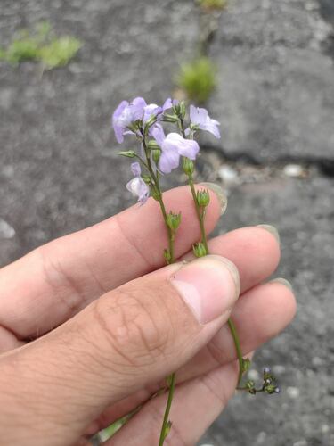 Nuttallanthus texanus observed 2022-08-19
