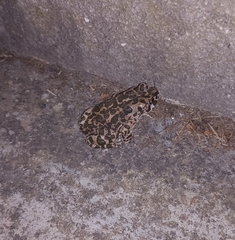 Bufotes viridis balearicus