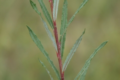 Salix eleagnos