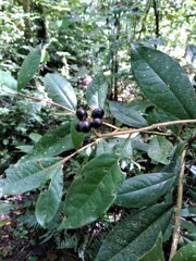 Daphnopsis malacophylla