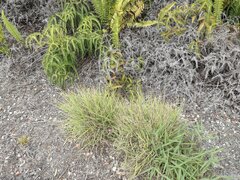 Bothriochloa bladhii