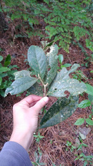 Daphnopsis malacophylla