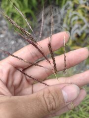 Bothriochloa bladhii