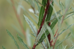 Salix eleagnos