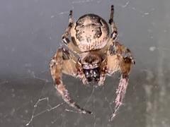 Larinioides cornutus