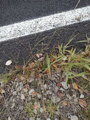 Digitaria violascens