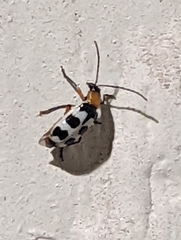 Paranapiacaba tricincta