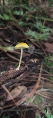 Pluteus chrysophlebius