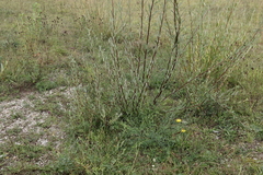 Salix eleagnos