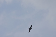 Aerodramus germani germani