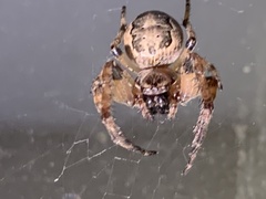 Larinioides cornutus