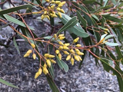 Eucalyptus oleosa