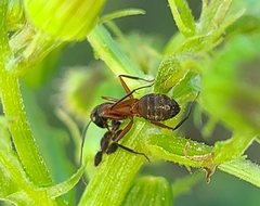 Camponotus chromaiodes